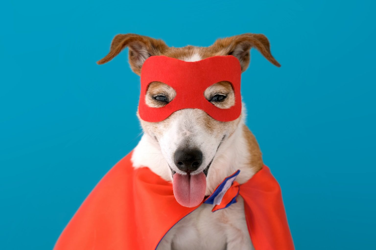 A dog wearing a red cape and a red cape.