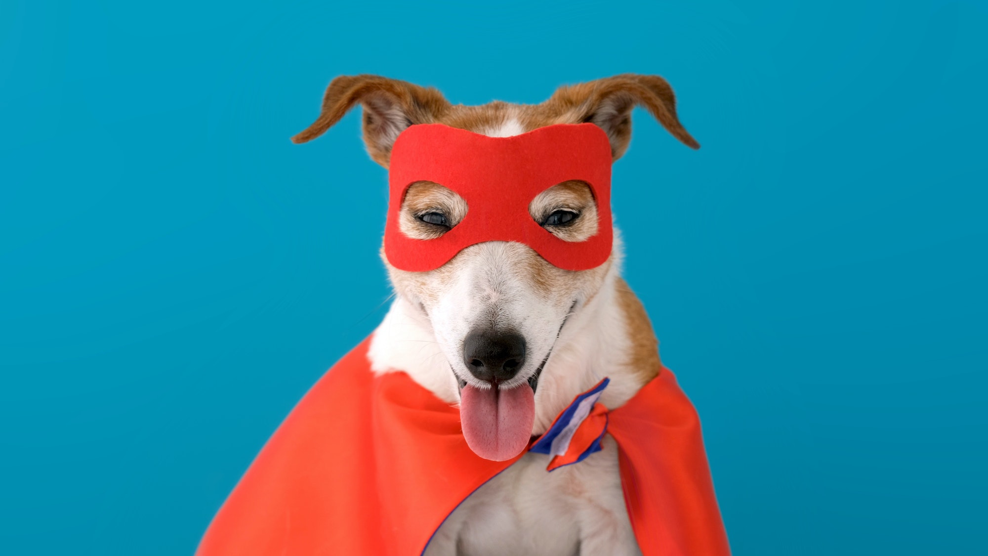 A dog wearing a red cape and a red cape.
